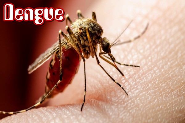 Dengue
