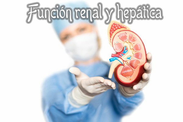Función renal y hepática